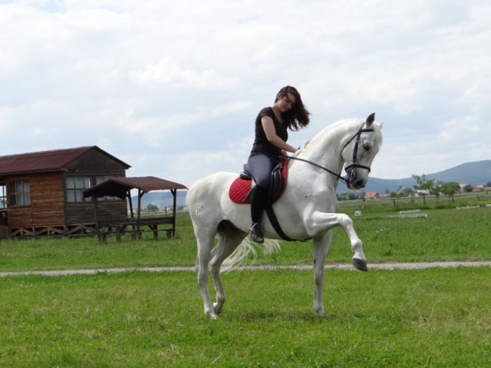 the best - Lipizzan and Andaluzian Horses
