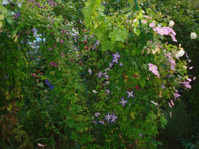 DSC01851 - Clematis 2014