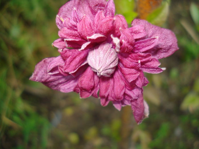 DSC09507 - CLEMATITE