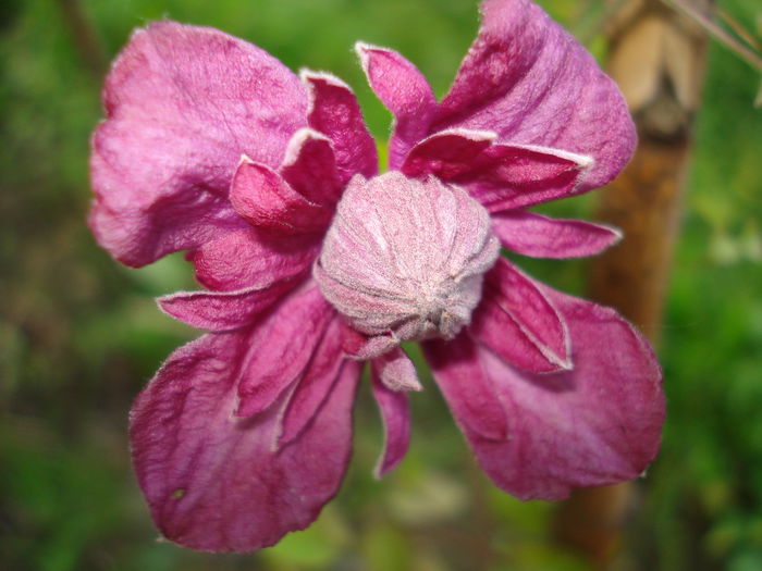 DSC09508 - CLEMATITE