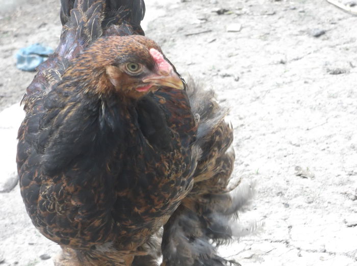 DSCF6044 - Pui Brahma 2014