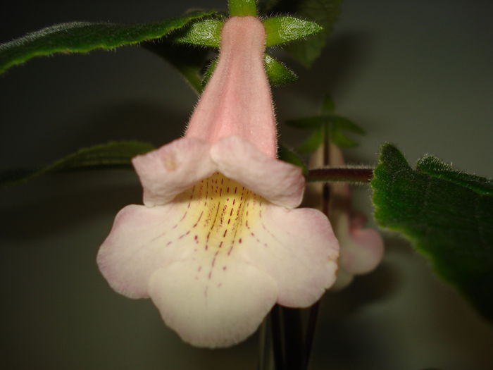 DSC09493 - FLORI 2014