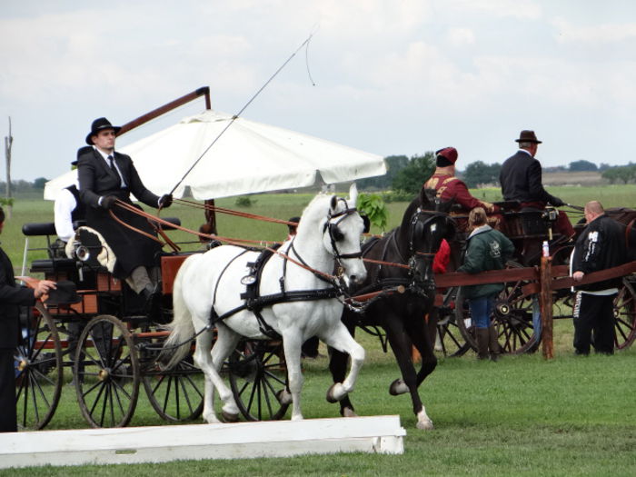 dressage - Cefa competition  2014