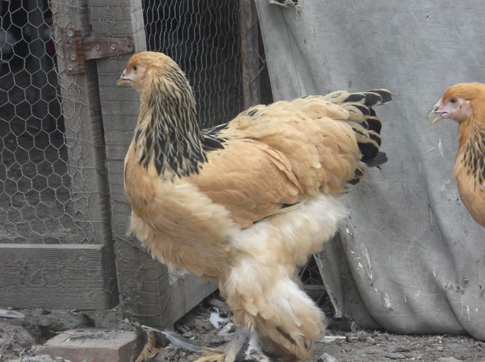 DSCF6080 - Pui Brahma 2014