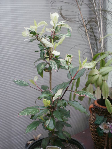  - Plante II
