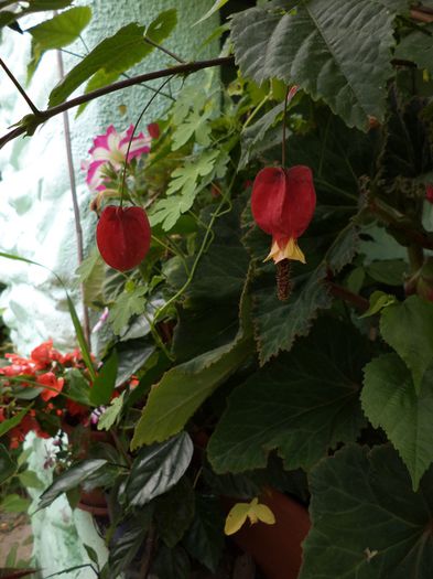 abutilon megapotamic