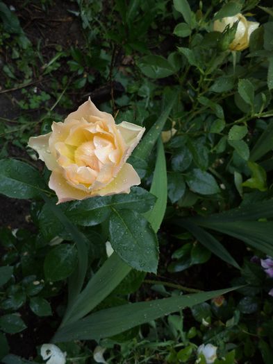 iunie 2014.12 057 - iunie 2014