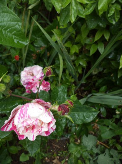 iunie 2014.12 058 - iunie 2014