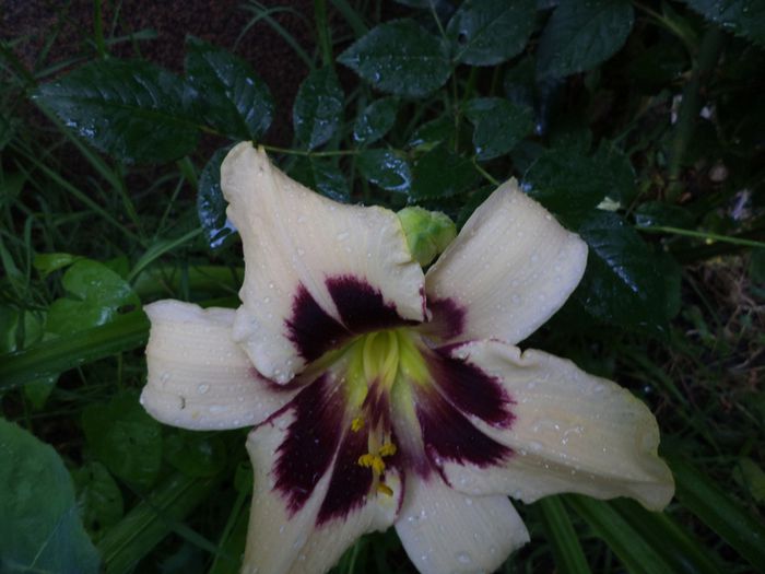 iunie 2014.12 062 - iunie 2014