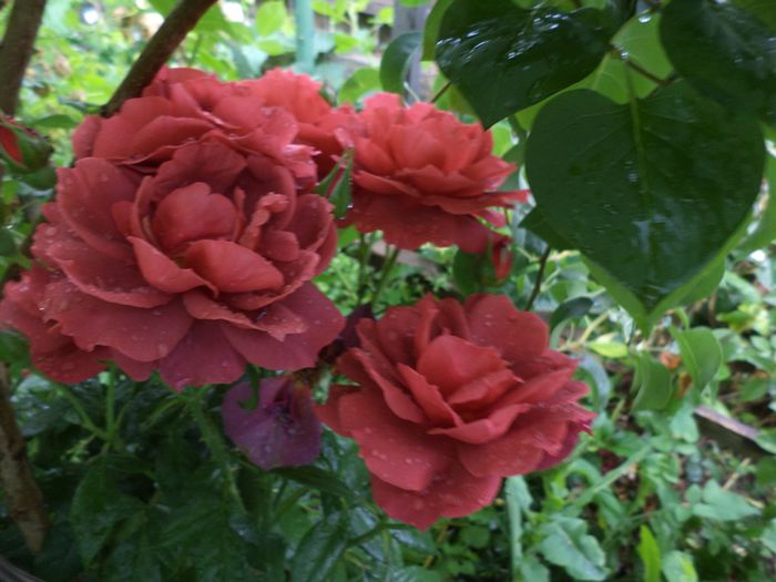 hot chcolate - iunie 2014