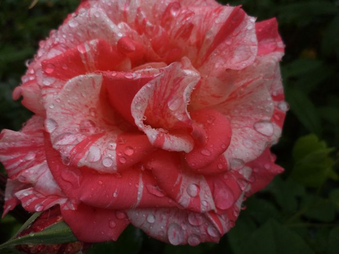 pink intuition un frumos - iunie 2014