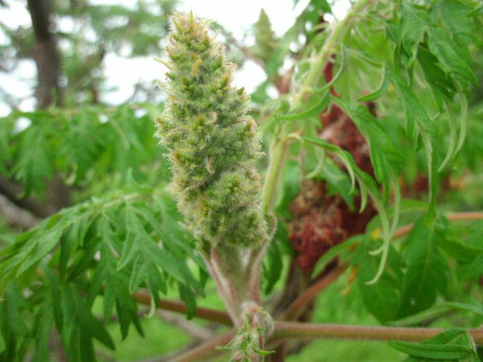 RHUS TYPINA