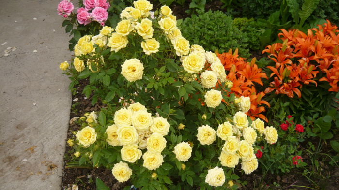 154 - Rose mini