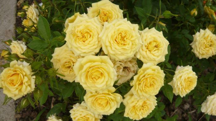 155 - Rose mini