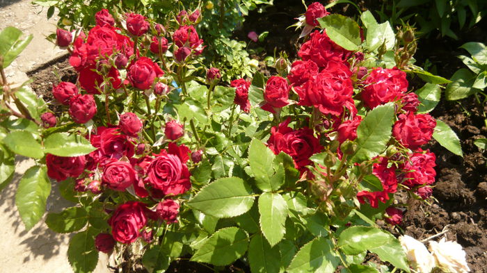 110 - Rose mini