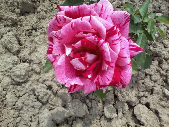 2014-06-08 13.53.33 - Trandafiri Dimov 2014