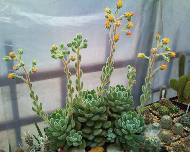 Echeveria setosa - Echeveria setosa