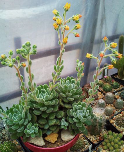 Echeveria setosa