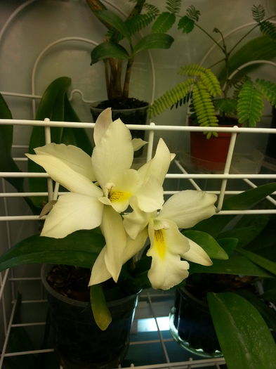 20140615_190535; Au inflorit toate trei! Si au un parfuuum
