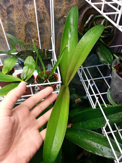 20140615_191239; Epicattleya de la Mada
