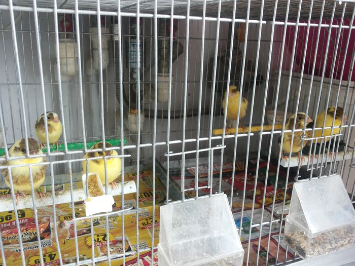 20140615_143310; Productia de baltati 2014
