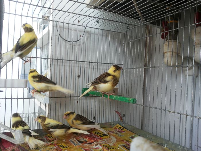 Baltati; Pui baltati Roller Harz 2014
