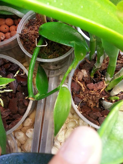 20140615_191743; Vanilia
