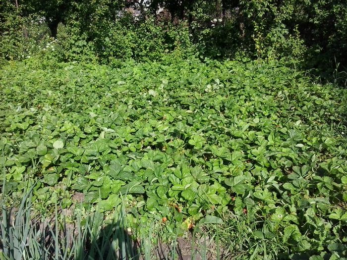 2014-06-15 17.47.45 - In gradina 2014-2015