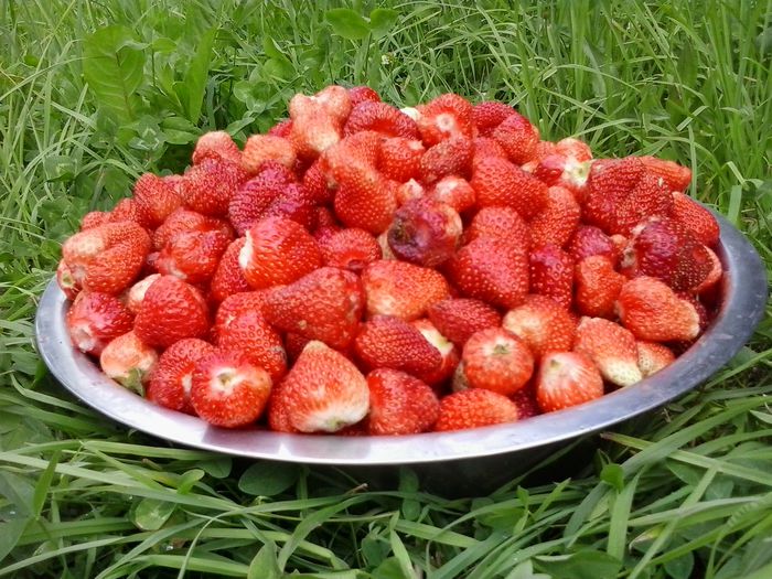 2014-06-15 16.27.07 - In gradina 2014-2015