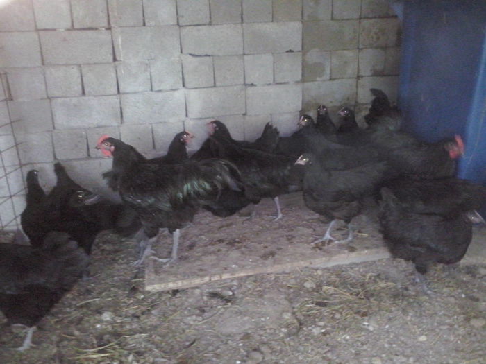 CAM00437 - australorp tineret 2014