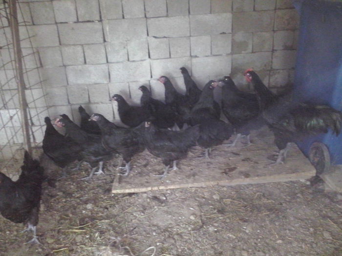 CAM00439 - australorp tineret 2014