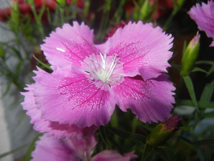 Pink Dianthus (2014, June 08) - DIANTHUS_Garoafe Garofite