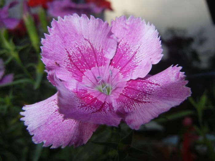 Pink Dianthus (2014, June 08)