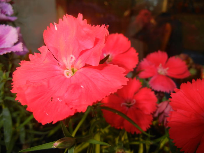 Red Dianthus (2014, June 09) - DIANTHUS_Garoafe Garofite