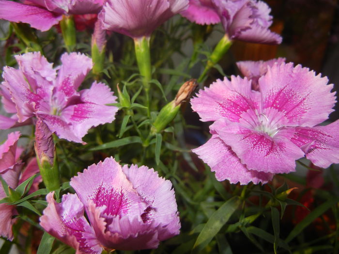 Pink Dianthus (2014, June 09) - DIANTHUS_Garoafe Garofite