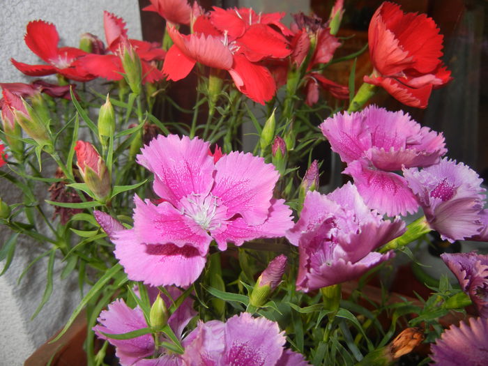 Dianthus_Garofite (2014, June 09) - DIANTHUS_Garoafe Garofite