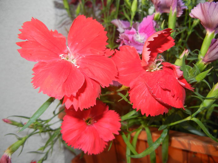 Red Dianthus (2014, June 09) - DIANTHUS_Garoafe Garofite