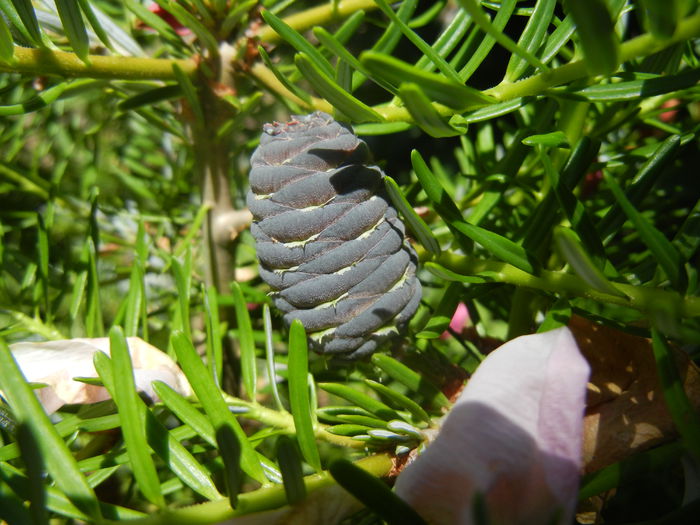 Abies koreana (2014, June 11) - Abies koreana_Korean Fir