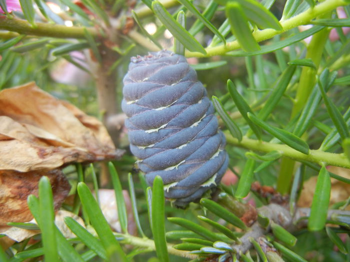 Abies koreana (2014, June 14)