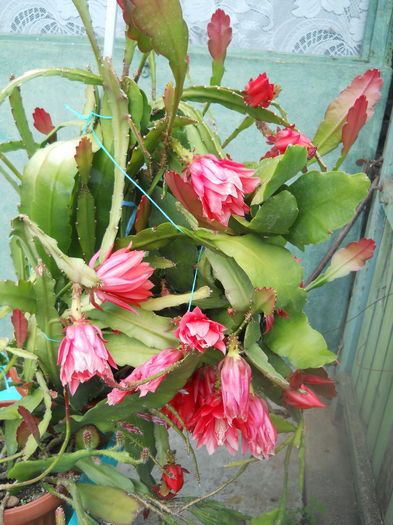 DSCN6444