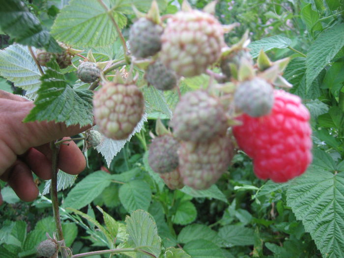 fara tepi.fructe imense - zmeura soi glen ample