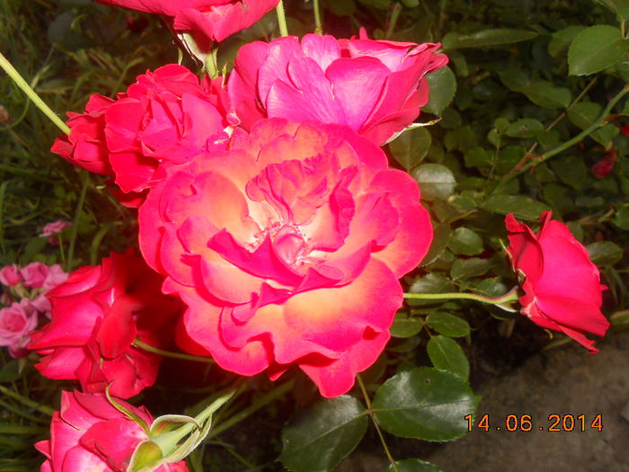 DSCN5481 - Trandafiri 2014