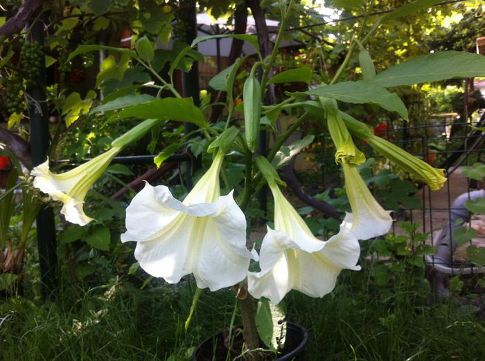 Asa infloreste brugmansia