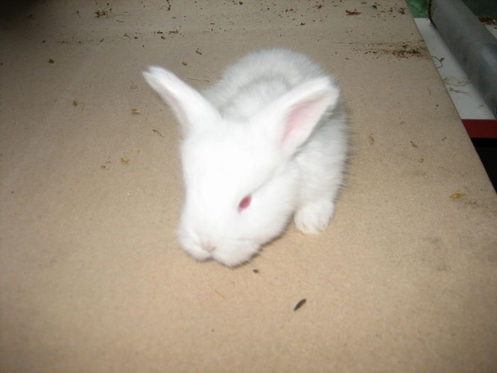 Angora Englez 3,5 saptamani