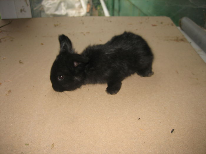 Angora Englez 3,5 saptamani