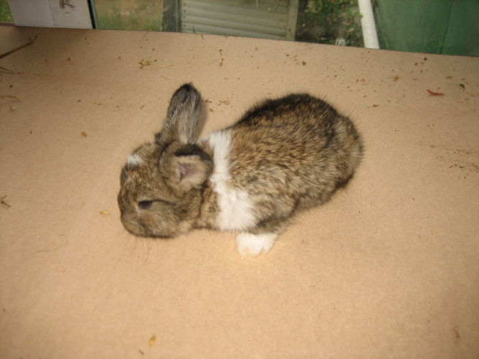 Angora Englez 3,5 saptamani