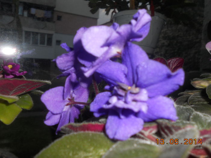 DSCN5439 - Violete 2012-2013-2014-2015