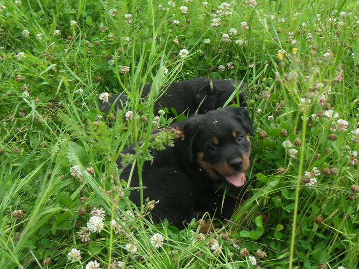 SDC19101 - CATEI ROTTWEILER DE VANZARE 2014 LUNA NOEMBRIE