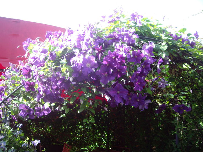 IMGP6933 - CLEMATITE - 2014-2017