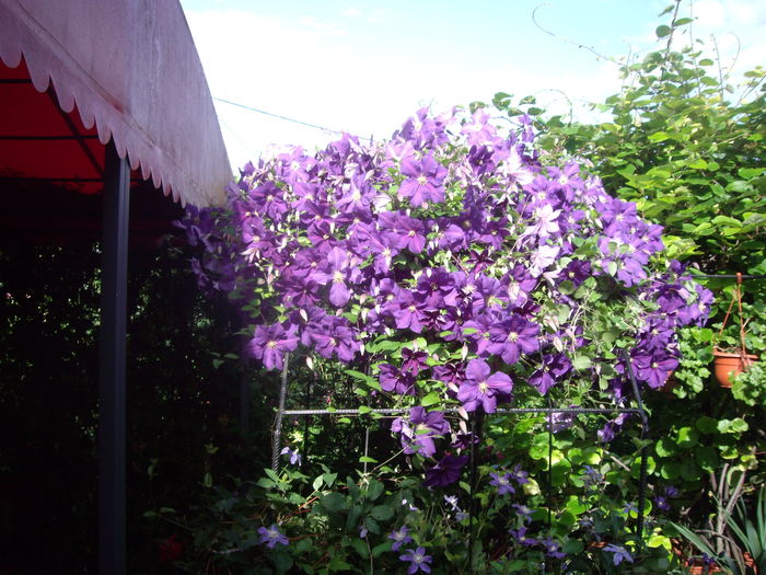 IMGP6934 - CLEMATITE - 2014-2017